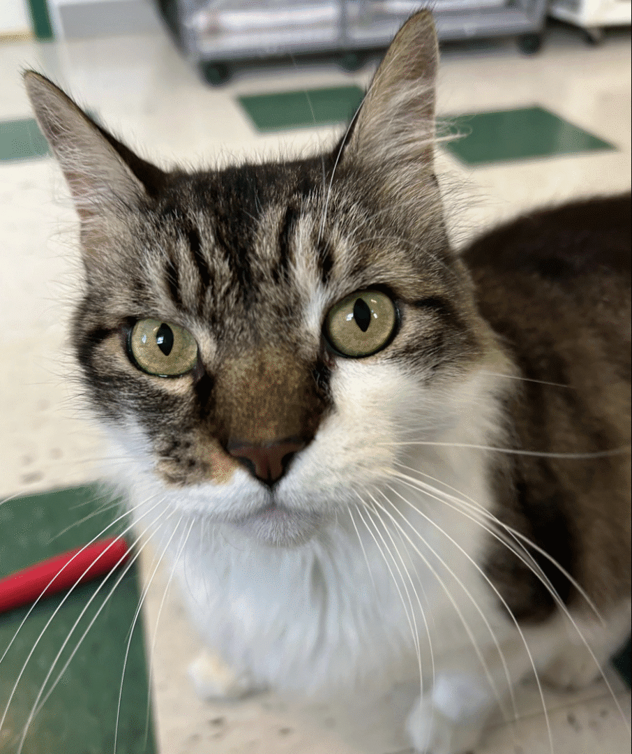 Close-up of a curious tabby cat with green eyes.