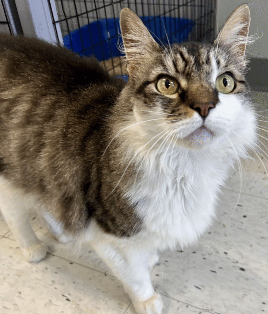 Fluffy tabby cat with expressive green eyes looking up.