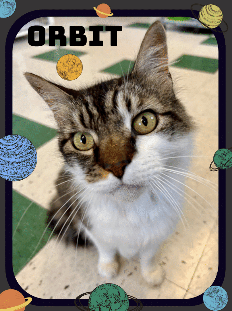 Close-up of a curious tabby cat with green eyes.