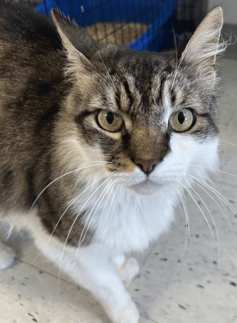 Fluffy gray and white cat with striking yellow eyes looking curious.