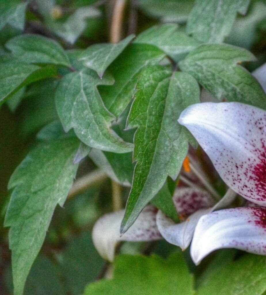 Close-up of a white lily with green leaves in the background.