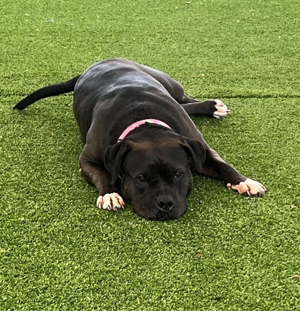 A black puppy with white paws lying on green grass.