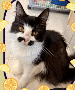 A black and white cat with a unique face marking sits calmly.