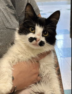 A black and white cat with distinct facial markings being held gently.