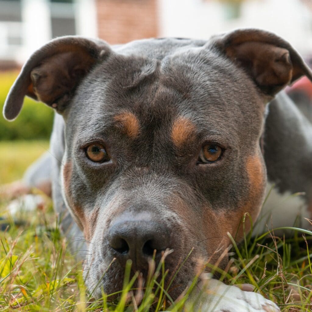 Close-up of a dog lying on grass looking directly at the camera.