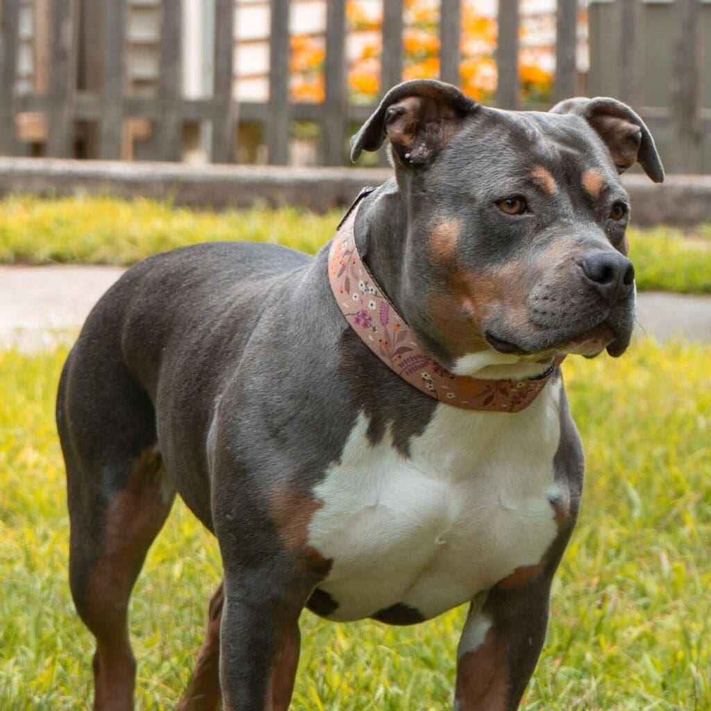 A muscular black and white dog standing outdoors on grass.