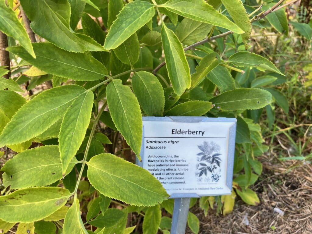 A blueberry plant with a descriptive label in a garden setting.