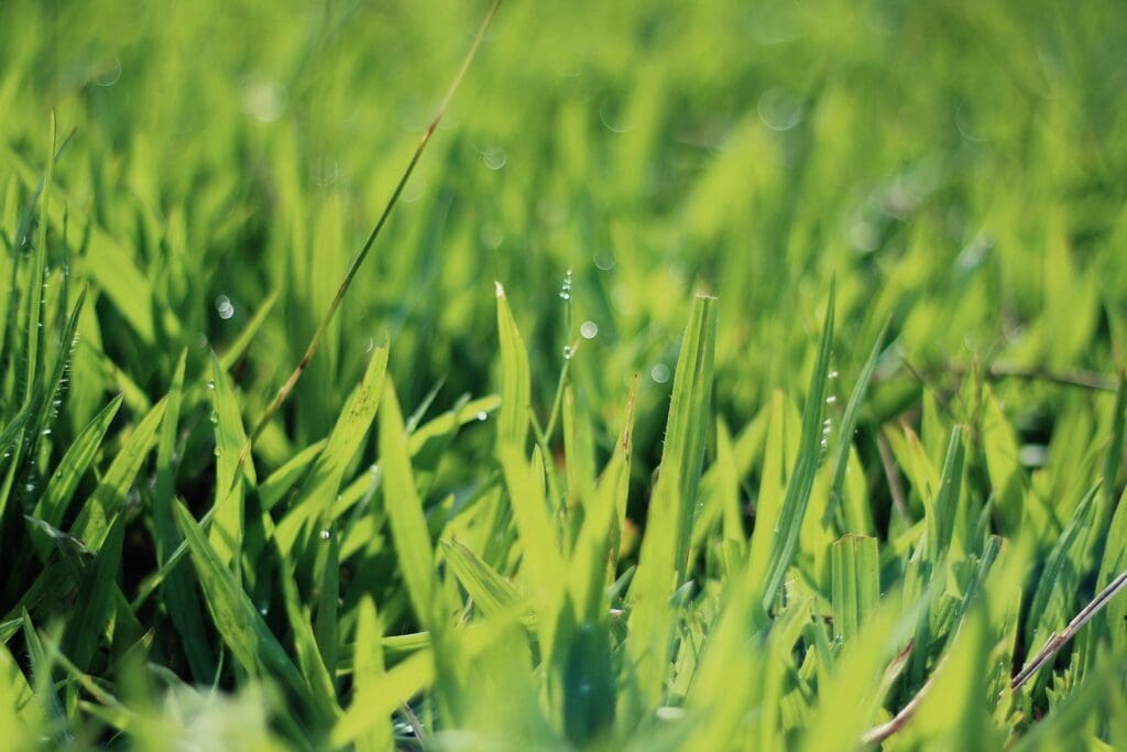 Close-up of vibrant green grass blades in sunlight.
