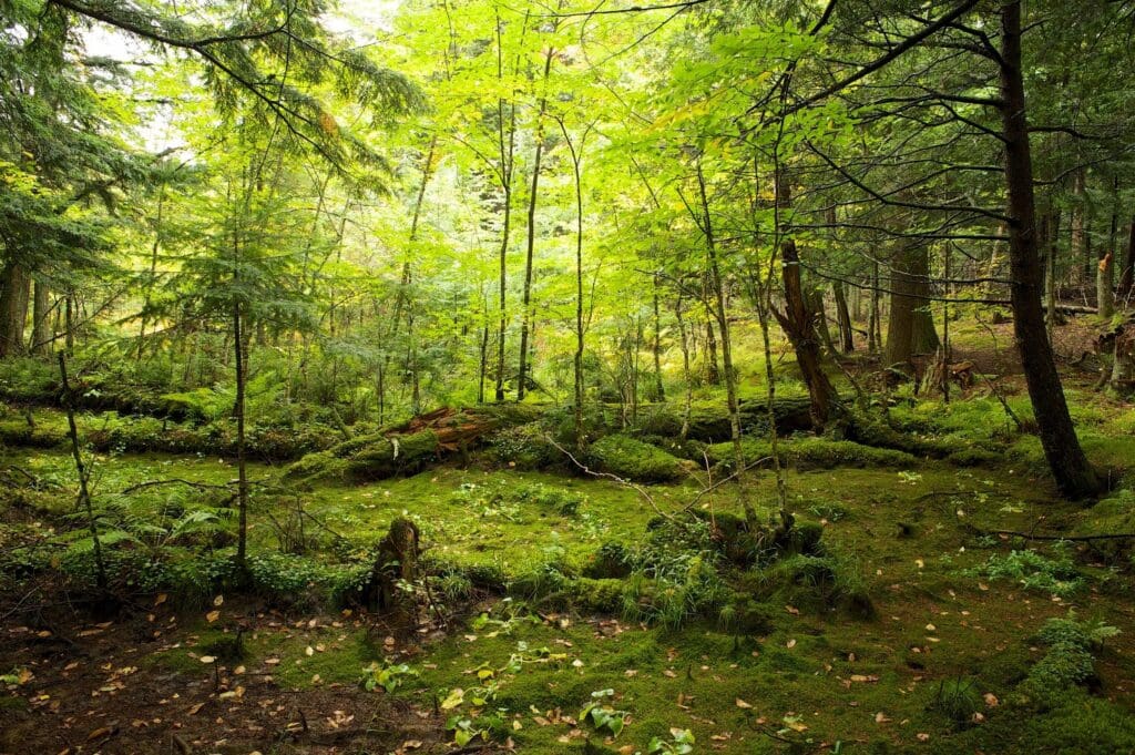 A lush green forest with sunlight filtering through tall trees.
