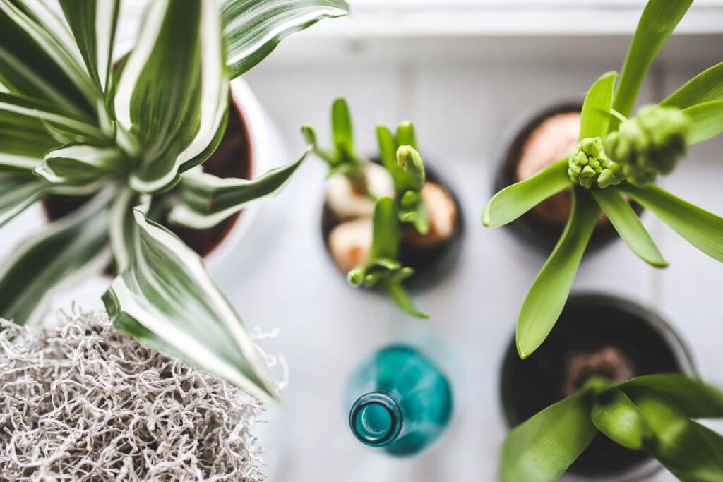 Top view of a variety of small potted plants on a white surface.