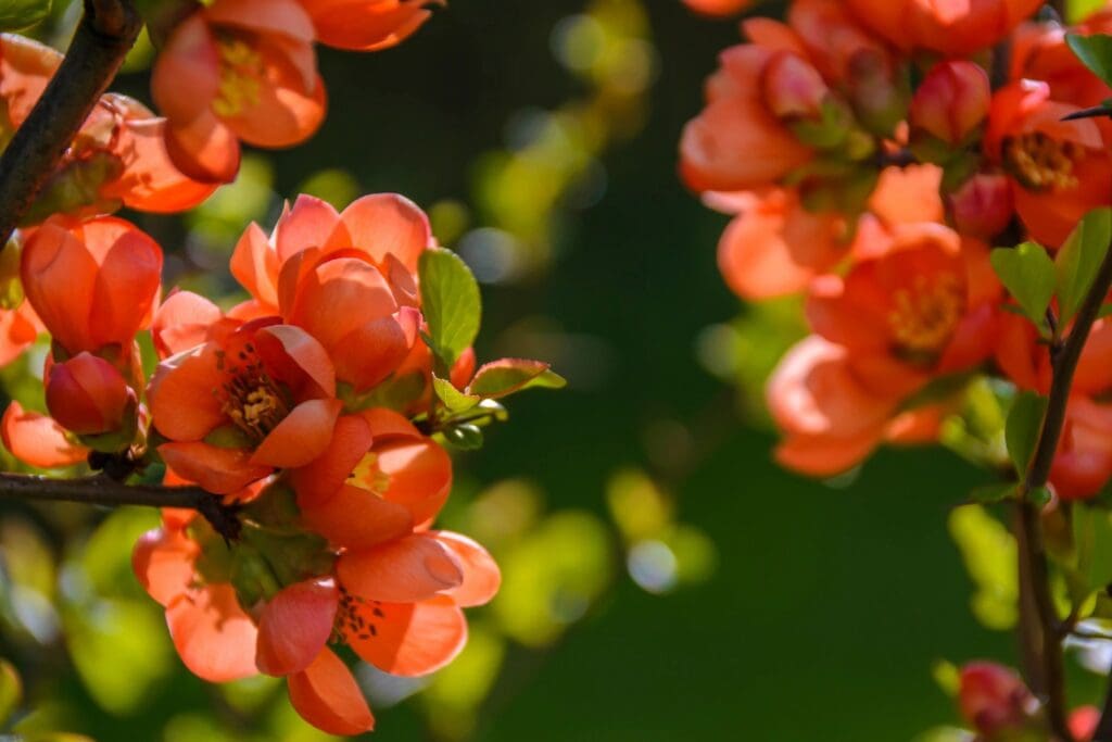Close-up of vibrant orange blossoms on a green background.