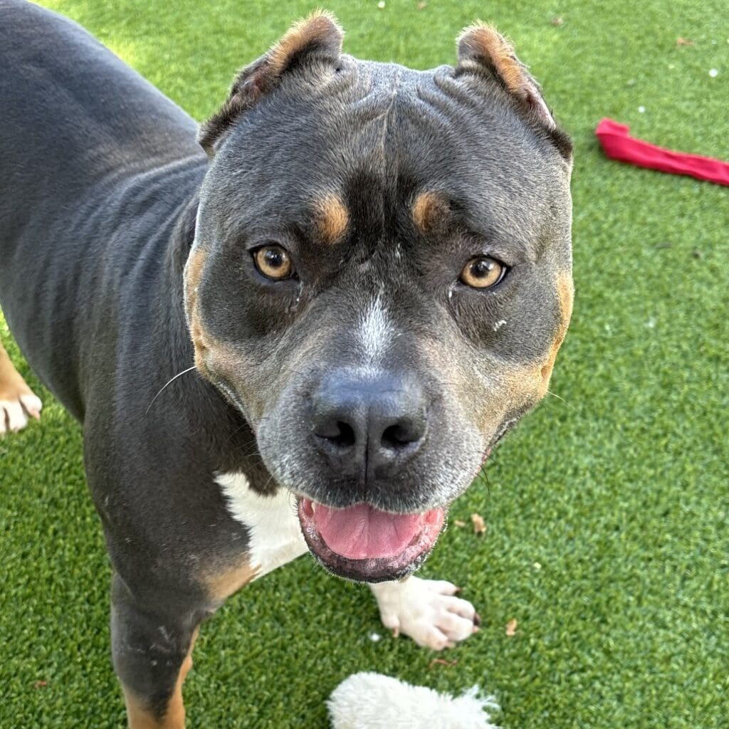 Playful dog with cropped ears looking up on green grass.