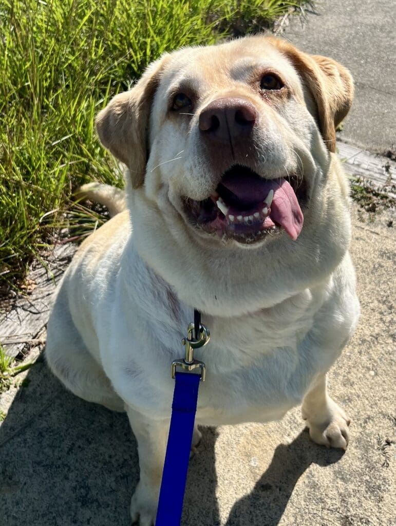 RINewsToday – Rhode Island Pet of the Week - Sept. 27, 2025