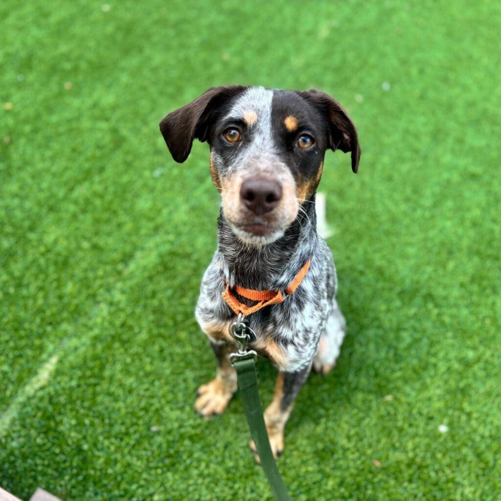 A black and white dog sitting attentively on green grass.