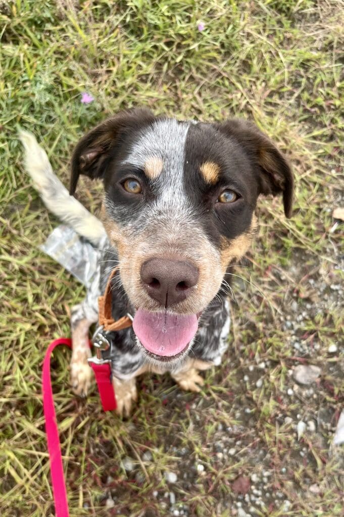 Happy dog with a leash sitting on grass, looking up.