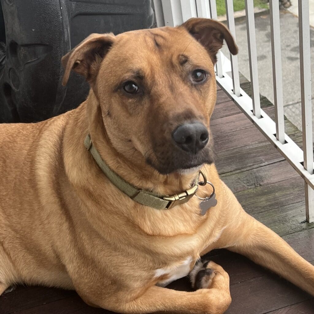 A tan dog with a calm expression lying on a wooden porch.