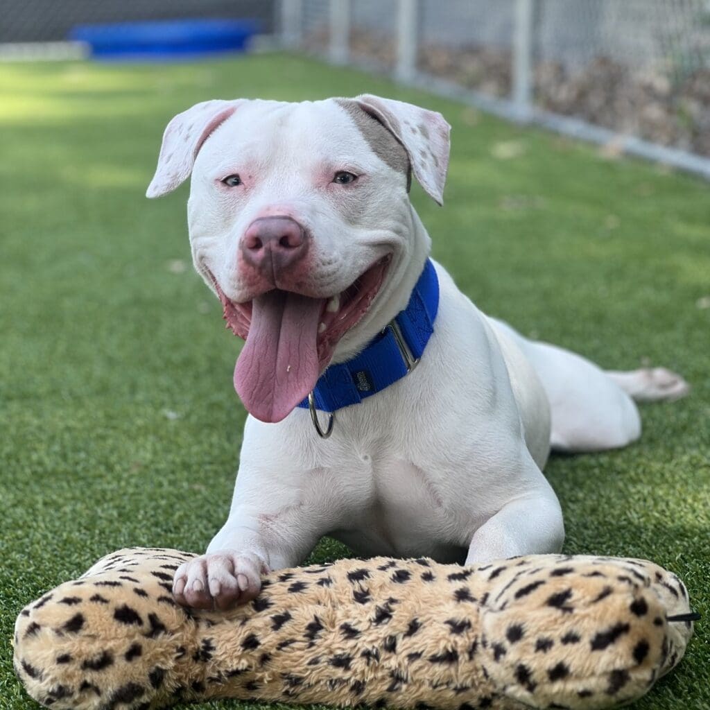 Happy white dog with blue collar resting on grass with a leopard print toy.