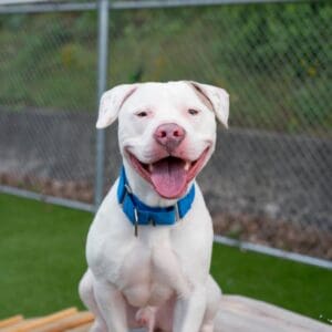 Happy white dog with blue collar sitting outdoors.