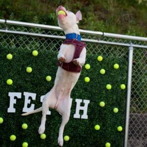 Dog catching a tennis ball mid-air with a backdrop of tennis balls.