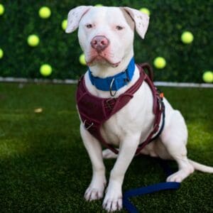 White dog with blue collar sitting on grass with tennis balls in background.