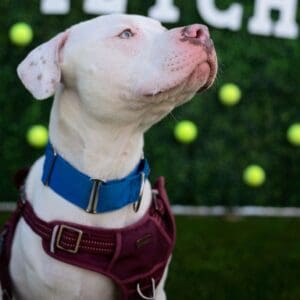 White dog with blue collar looking upwards outdoors.