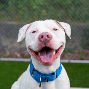 Happy white dog with a blue collar smiling outdoors.