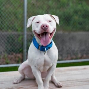 Happy white dog with blue collar sitting outdoors.