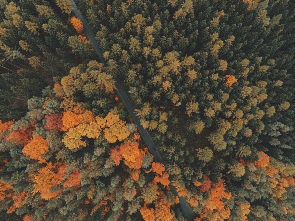 Aerial view of a forest with autumn foliage showing green, yellow, and orange trees.