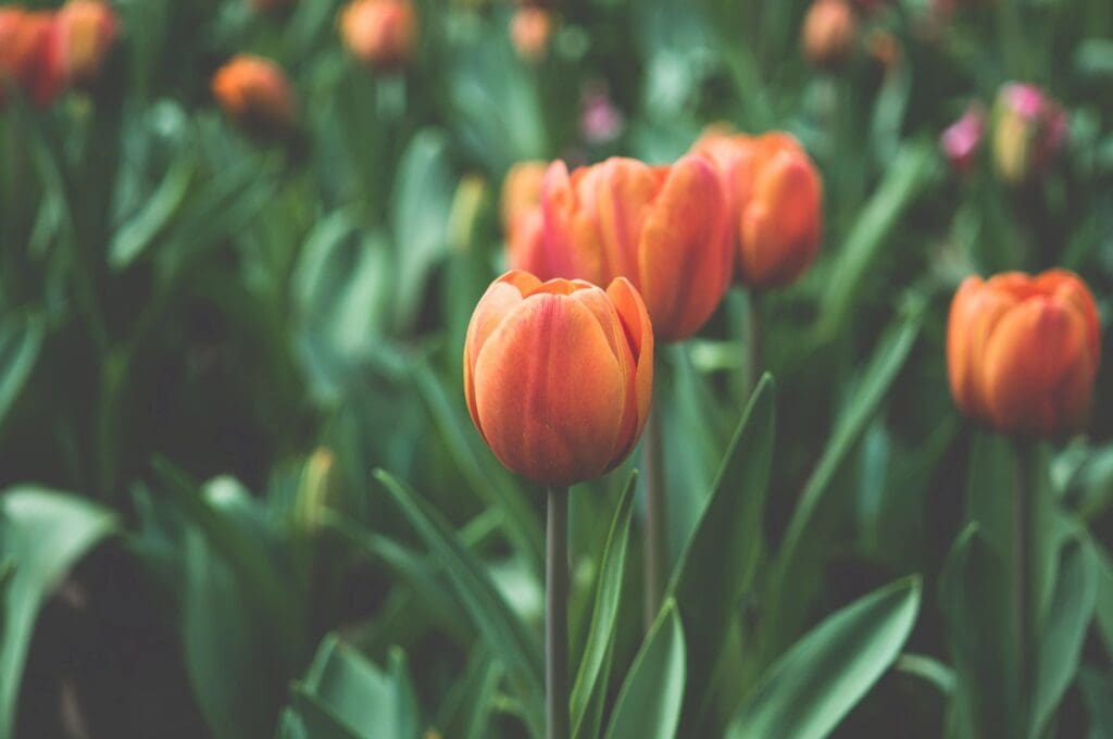 Close-up of vibrant orange tulips in a garden with green foliage.