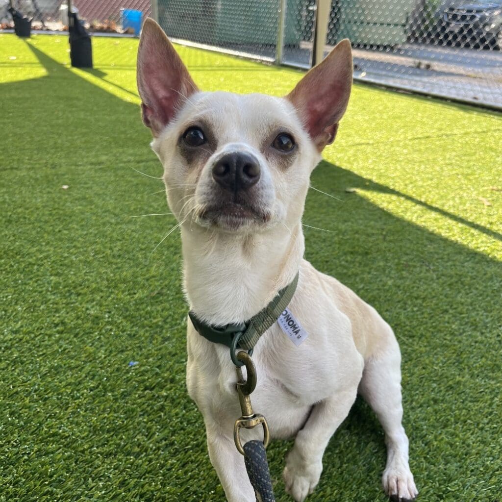 Small white dog sitting on green grass, looking up.