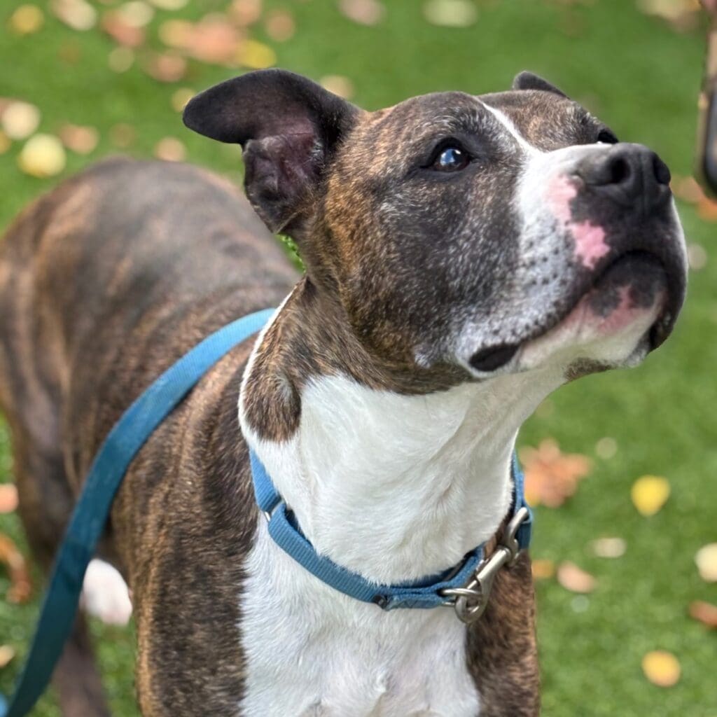 Brindle dog with a blue collar looking upwards outdoors.