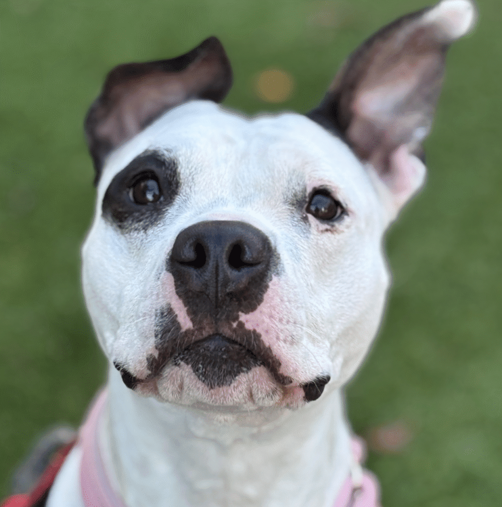 Close-up of a white dog with black spots and expressive eyes.