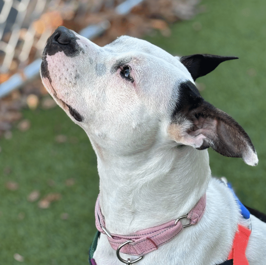 A white dog with black ears wearing a pink collar looking up.