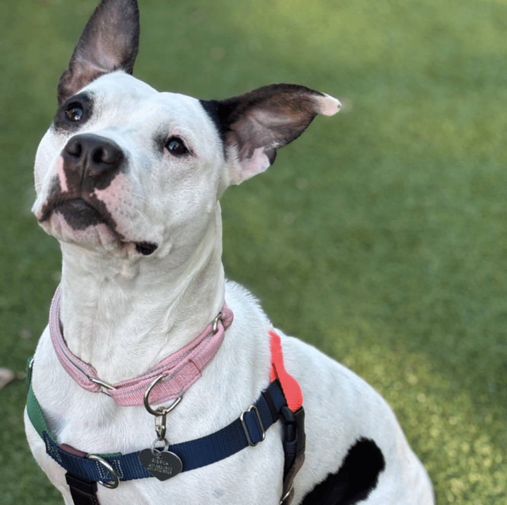 A curious white and black dog with a pink collar outdoors.