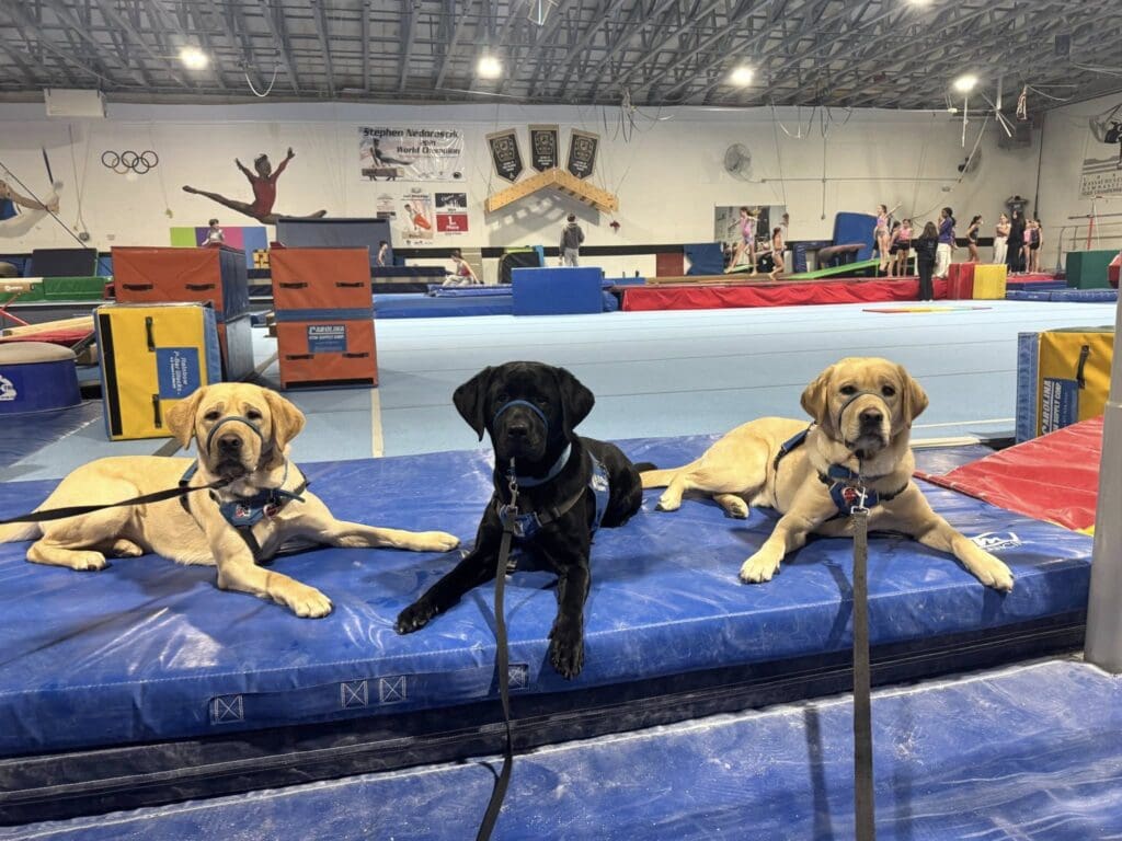 Three dogs sitting on a blue cushion in a gym.