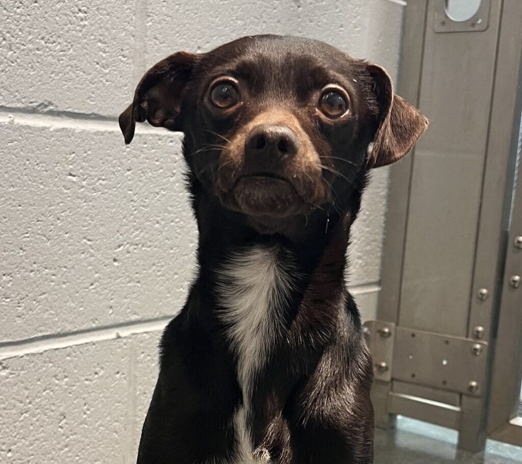 dog for adoption at RISPCA