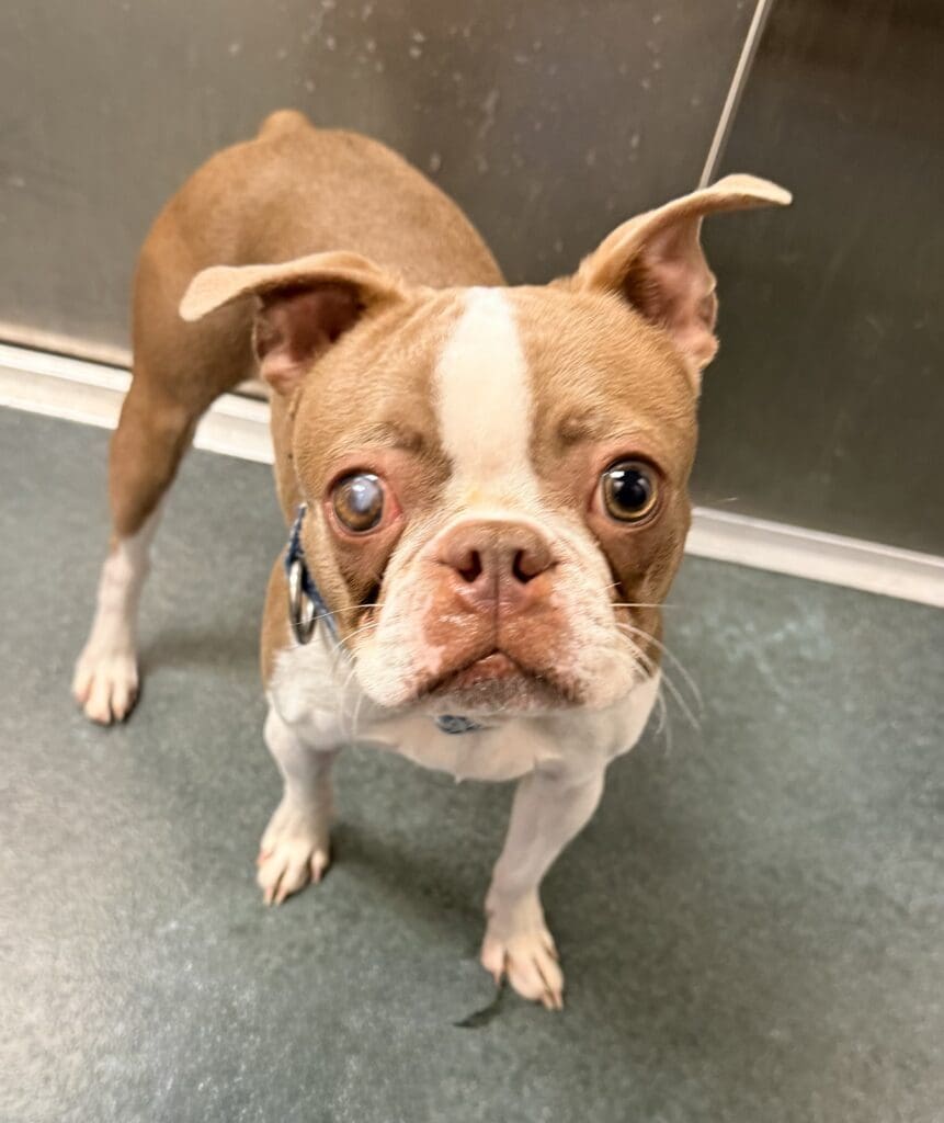 A small brown and white dog with big eyes looking up.