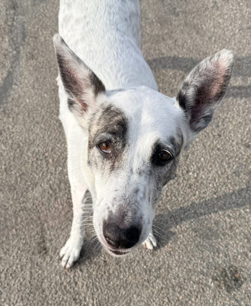 White dog with black spots looking up attentively.