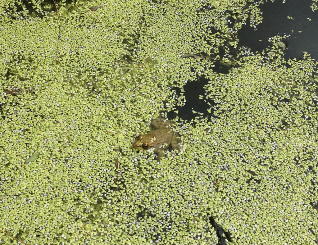 A frog camouflaged among green aquatic plants in water.