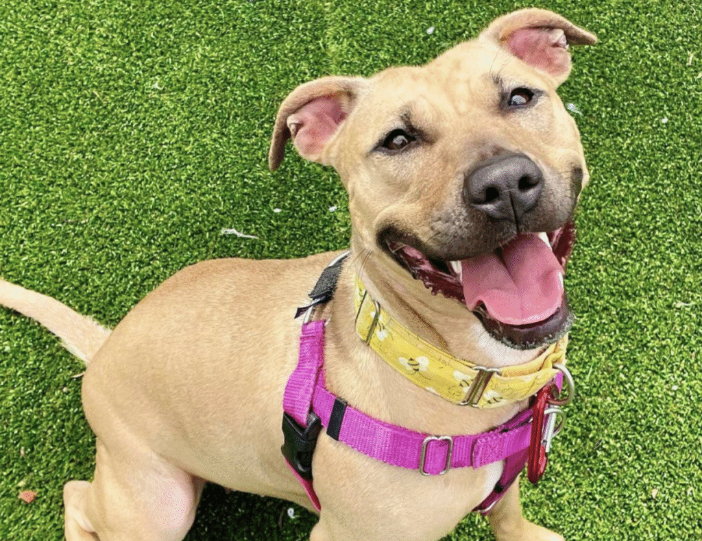 Smiling tan dog wearing a pink harness on green grass.