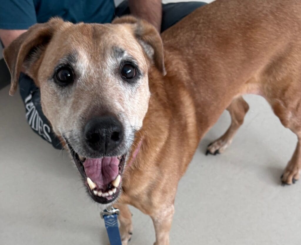 Happy brown dog looking up with mouth open.