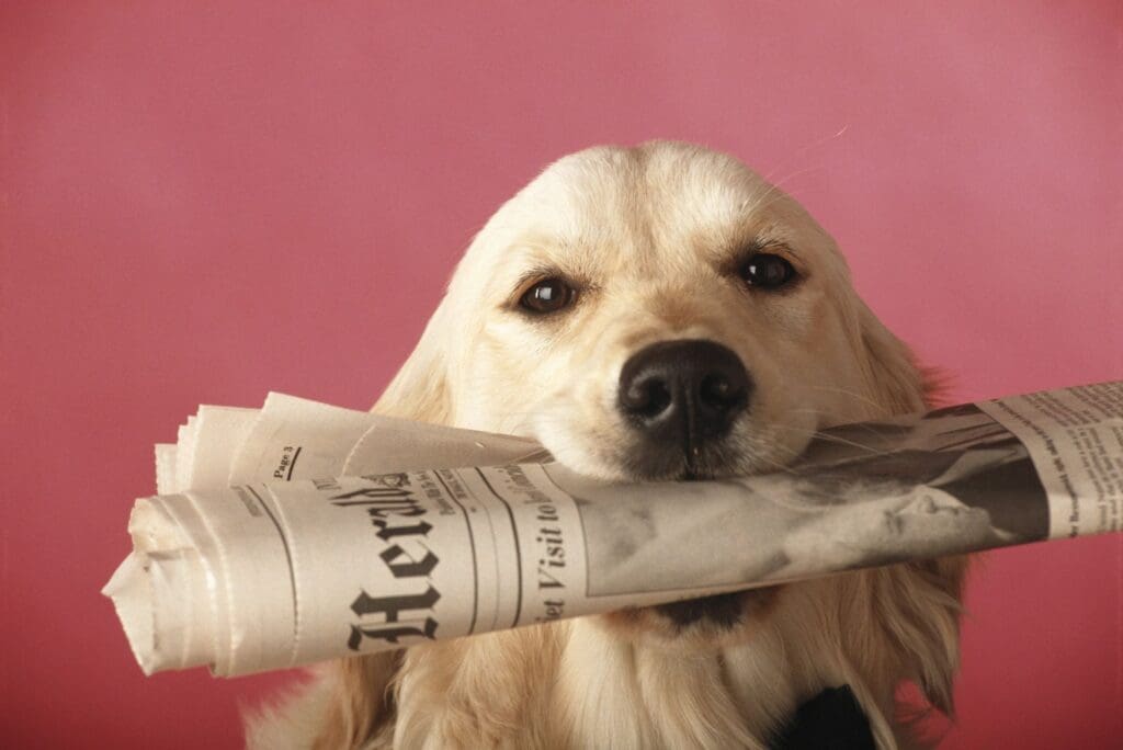 Golden retriever holding a newspaper in its mouth against a pink background.