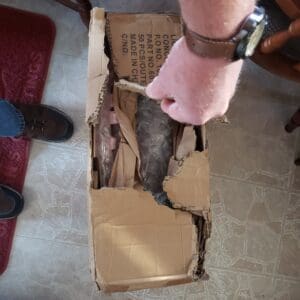 Person opening a damaged cardboard box.