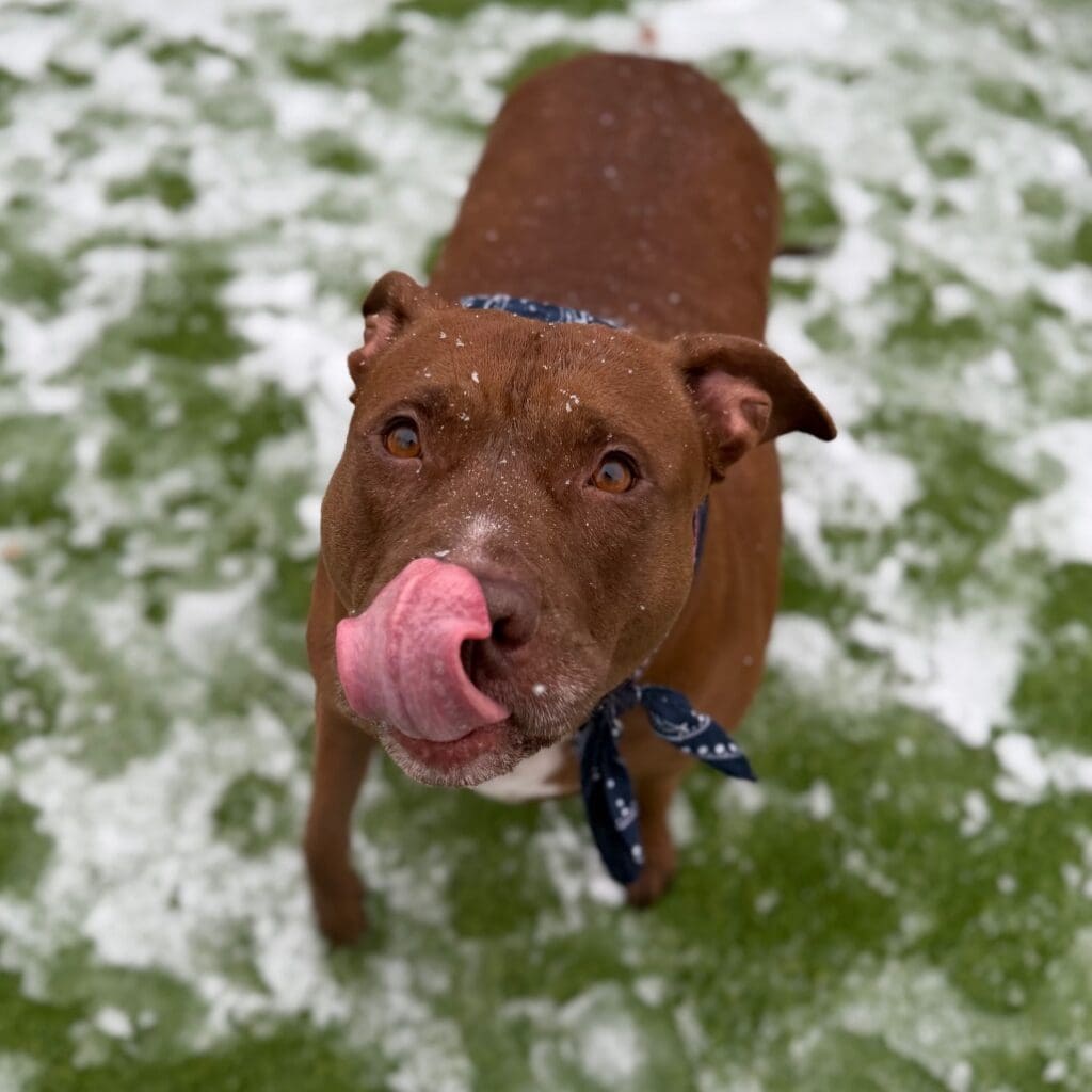 A brown dog licking its nose in a snowy yard.