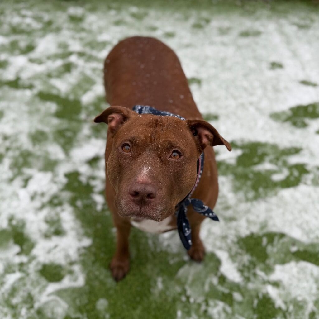Brown dog standing on snowy grass looking up.