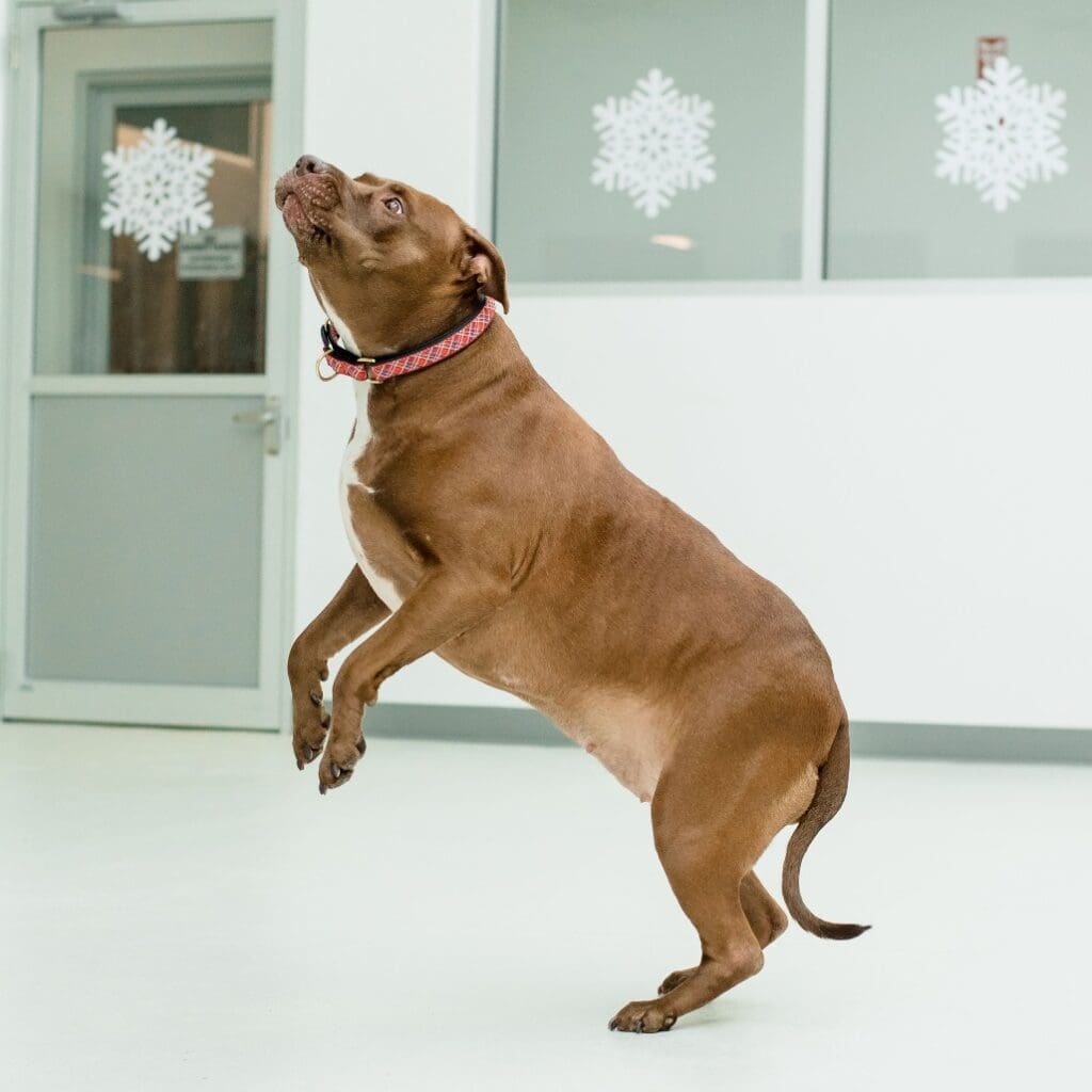 A brown dog standing on its hind legs indoors.