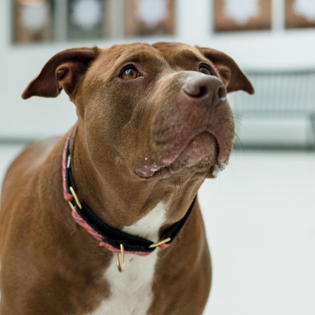 Close-up of a brown dog with a collar looking attentively.