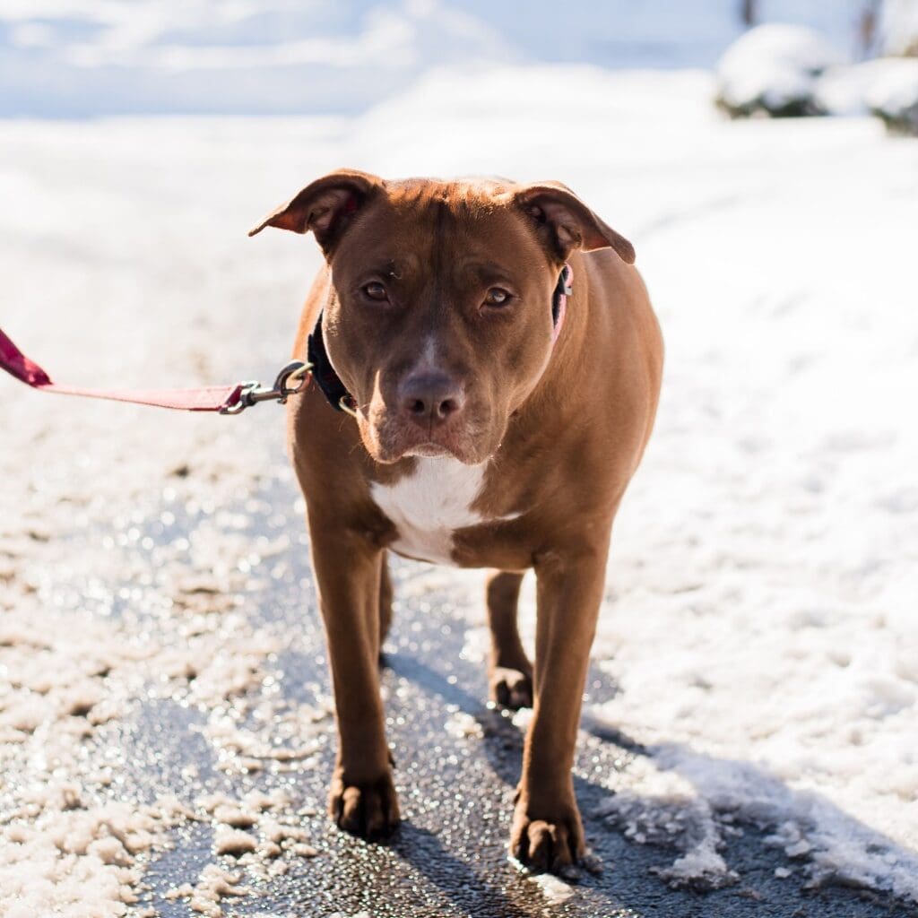 Brown dog standing on a snowy path with a leash.