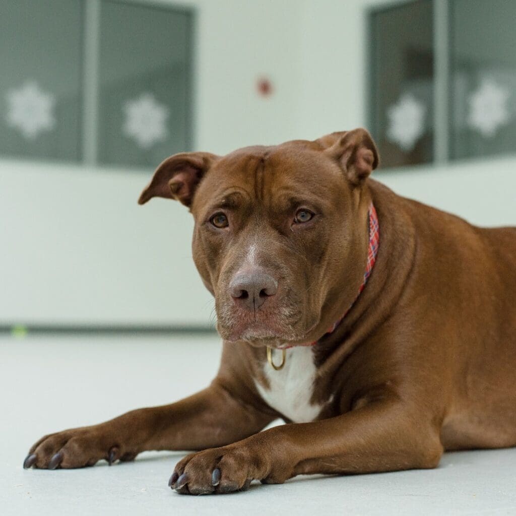 A brown dog lying on the floor with a calm expression.