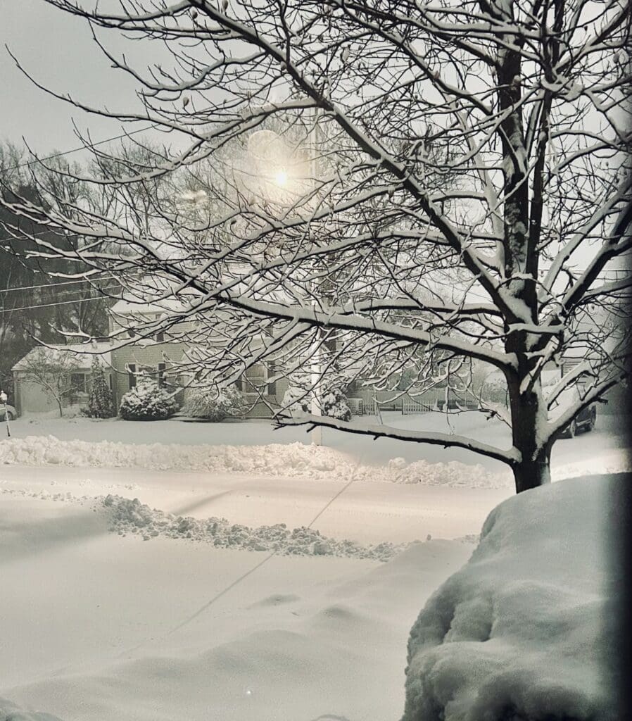 Snow-covered landscape with bare trees under a pale sun.